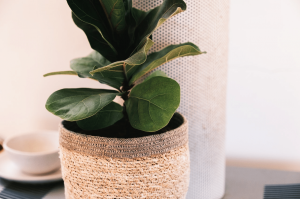 Fiddle Leaf Fig Leaves Fiddle Leaf Fig Leaves